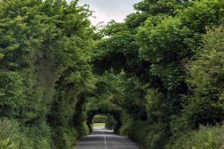 Tällaisia vihreitä "tunneleita" oli joka paikassa - These green "tunnels" were everywhere