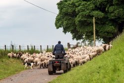 Lampaita riitti - There were plenty of sheep